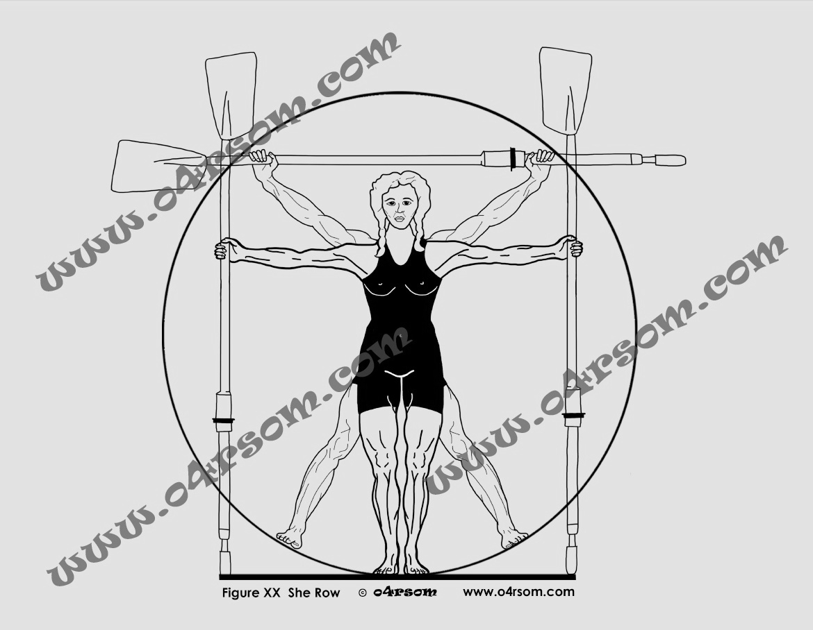 XX She Row: If Leonardo had drawn 'Vitruvian Lady Rower' it would be a bit like this. Did Leonardo invent lycra too? o4rsom rowing art.